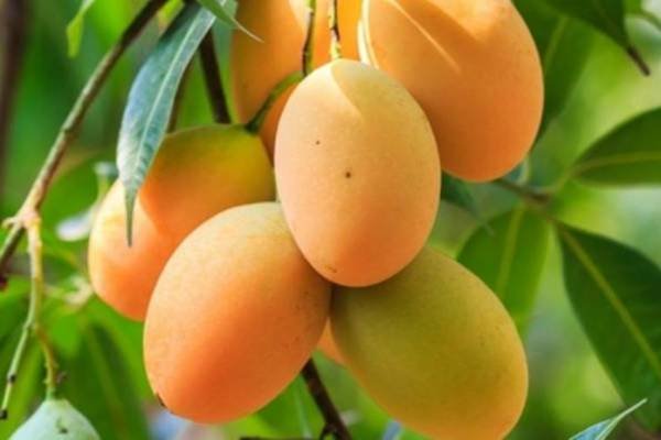 Mangga Harumanis