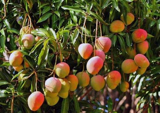 Mangga golek